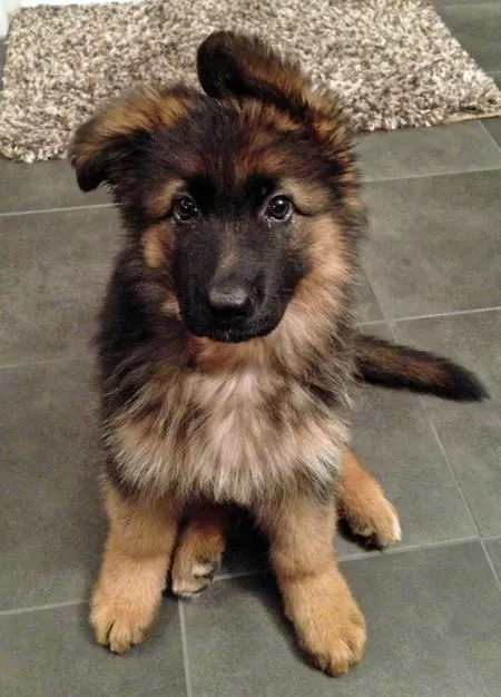 Cute Puppy German Shepherd 