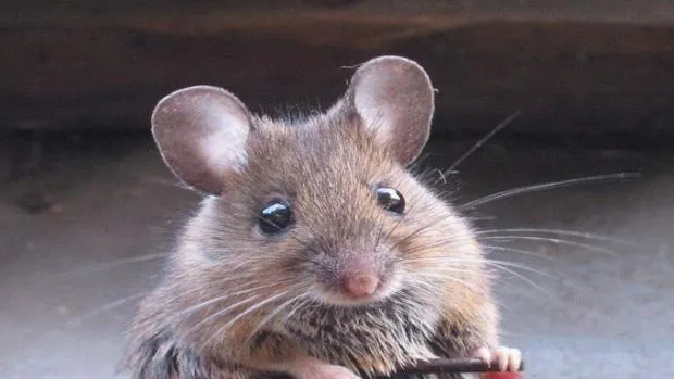 Cute but evil mouse 