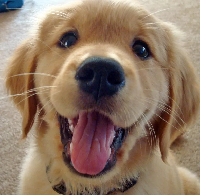 Cute dog 
