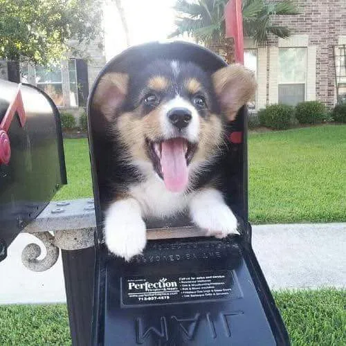 Cute doggo in mailbox 