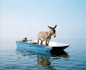 DONKEY ON A BOAT 