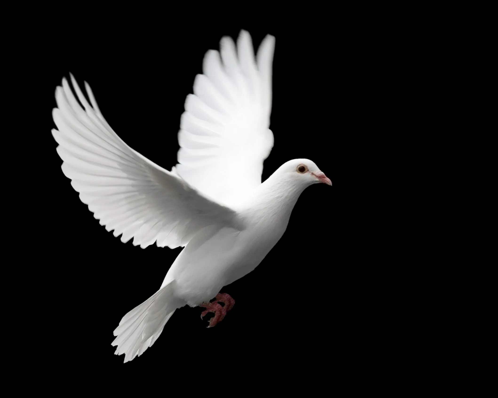 DOVE PIGEON LOVE PEACE HAPPINESS 