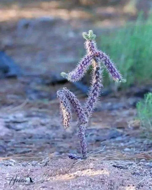 Dancing Cactus 