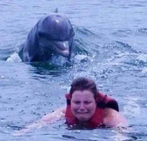 Dangerous Dolphin 