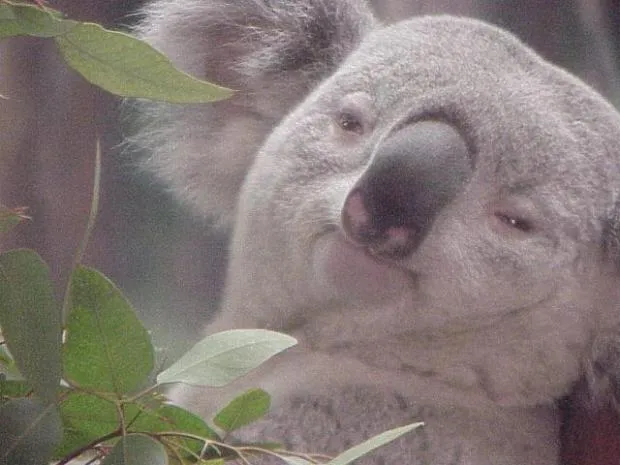 Dank Koala 