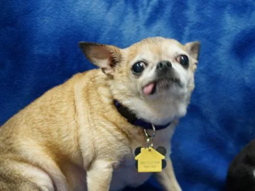 Derpy Dog 