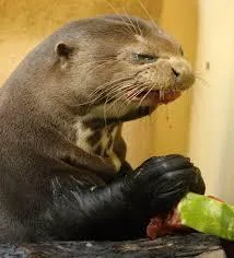 Disgusted Otter 