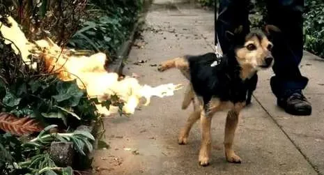 Dog Peeing Fire 