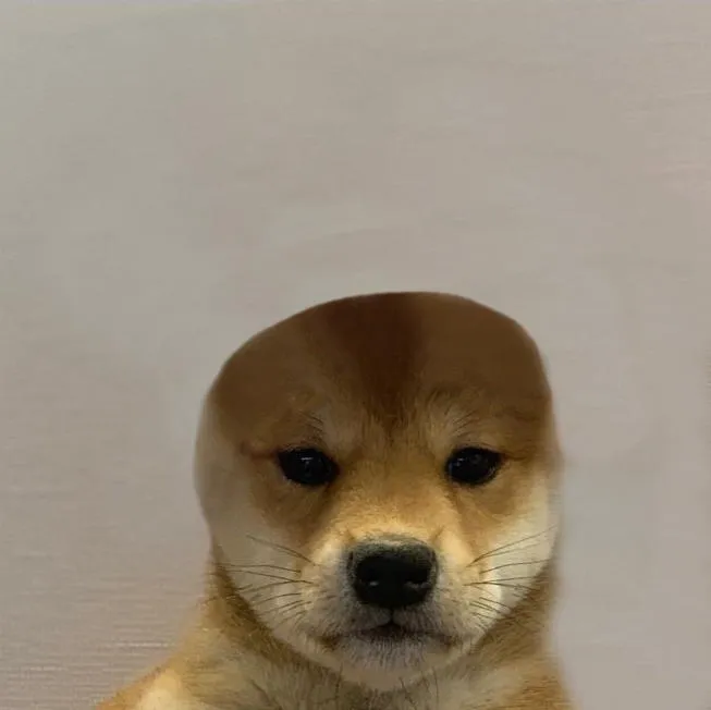 Dog With Hat 