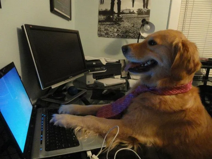 Dog computer 