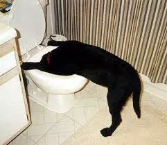 Dog toilet 