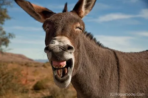 Donkey Jackass Braying 