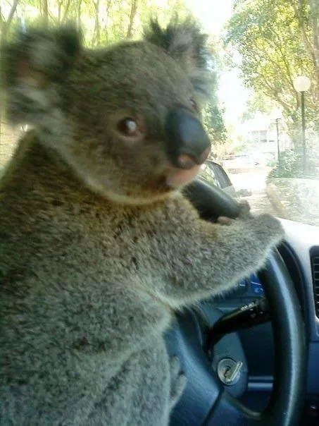 Driving koala 