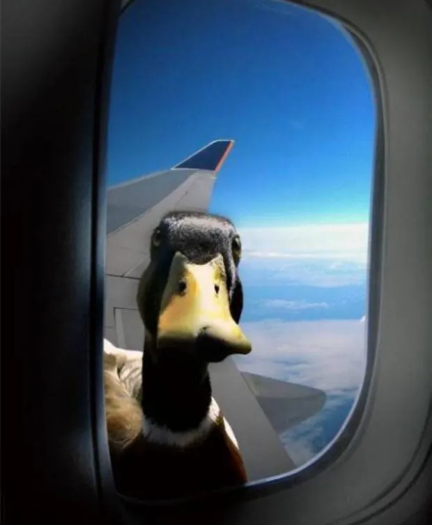 Duck on plane wing 