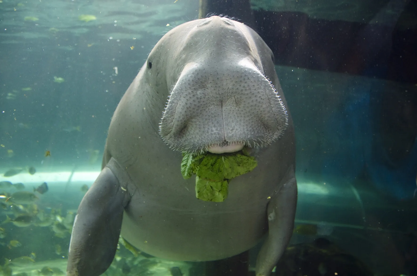 Dugong 