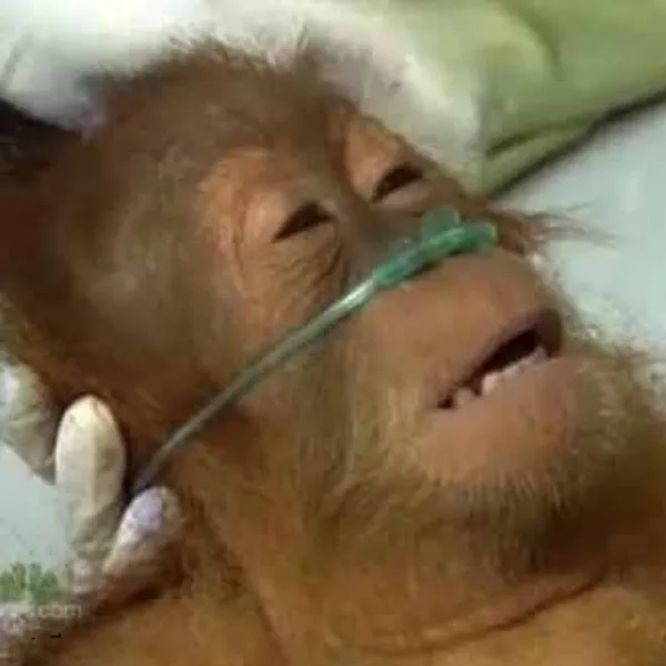 Dying orangutan 