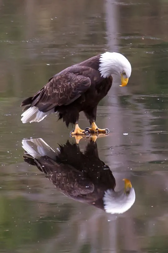 Eagle's Reflection 