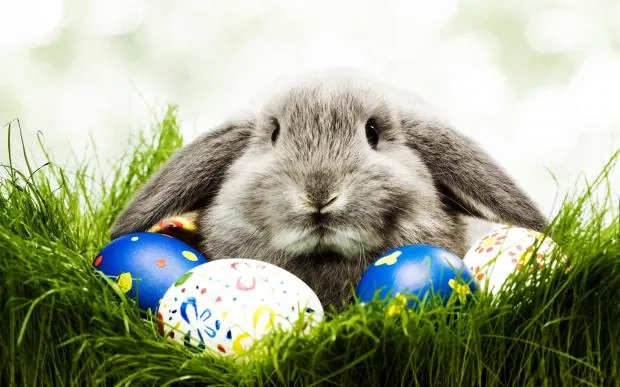 Easter bunny 