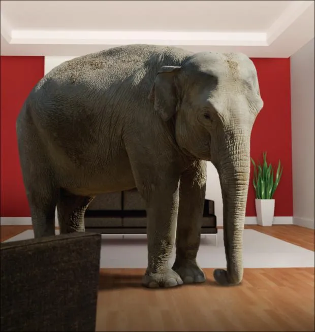 Elephant In The Room 