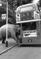 Elephant vs bus 
