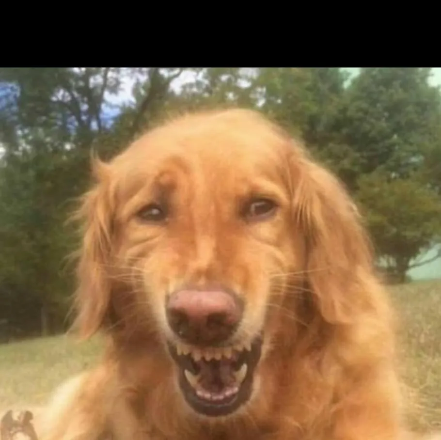 Fake Laugh Dog 