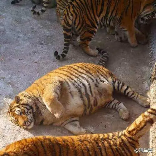 Fat Tiger 