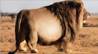 Fat lion 