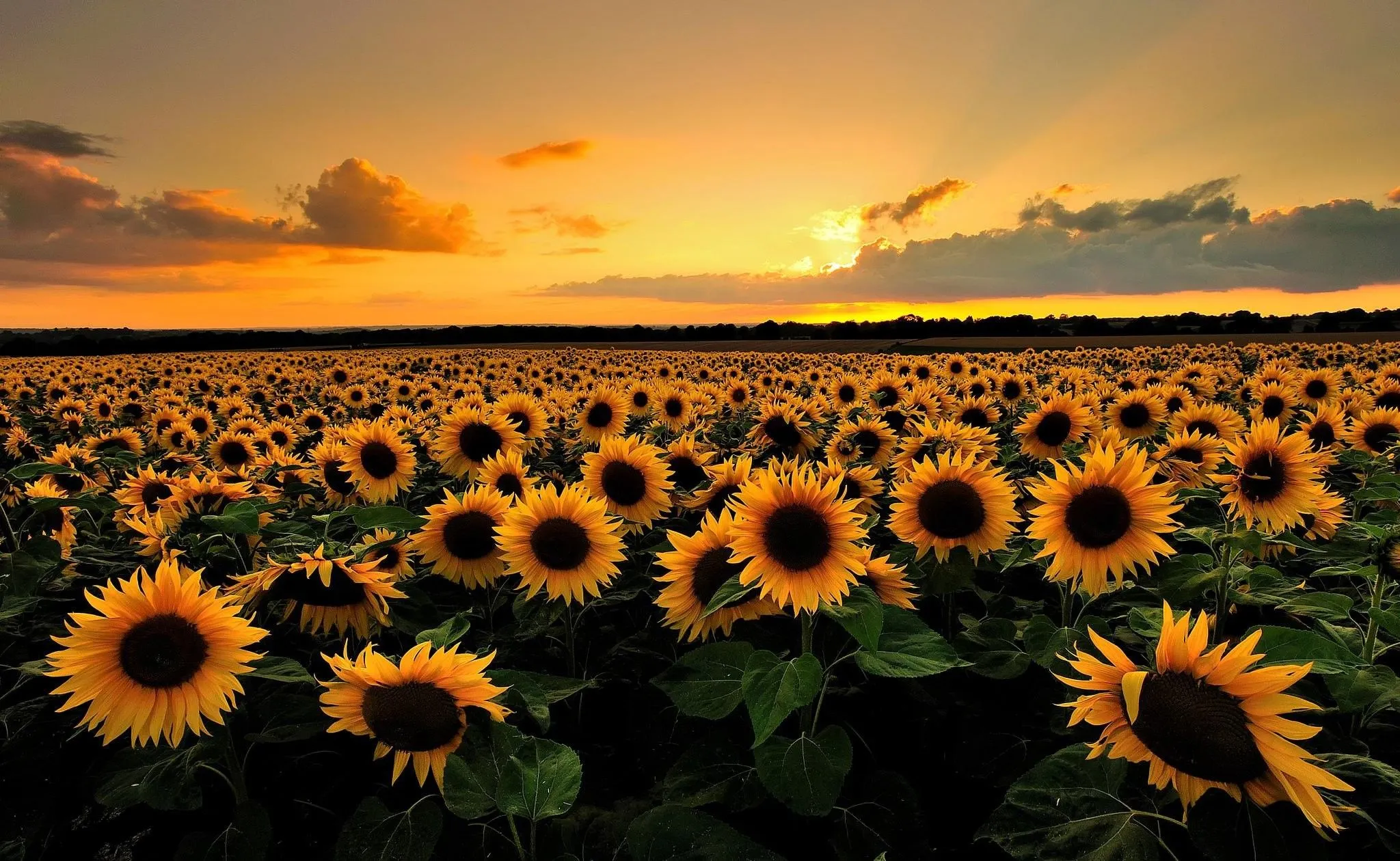 Field of Sunflowers 