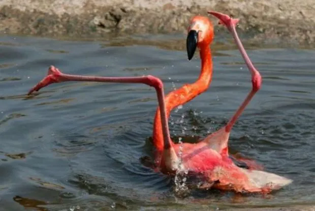 Flamingo Fail 