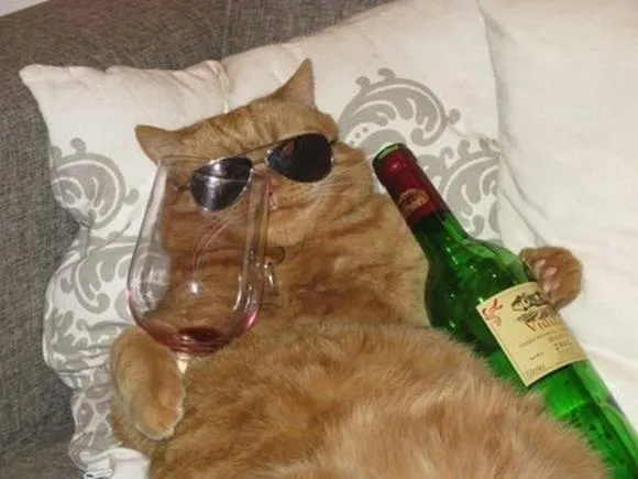 Funny Cat Birthday 