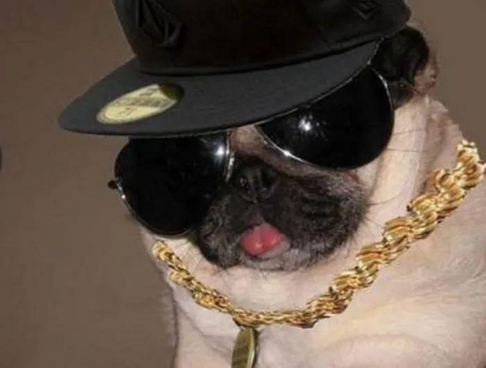 Gangster Pug 