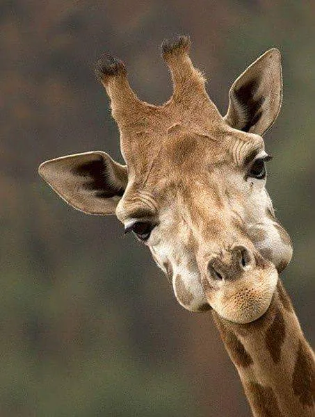 Giraffe 