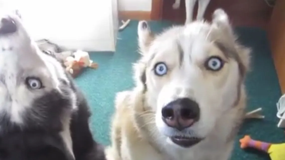 Gone To The Snow Dogs Shelby Funny Face 