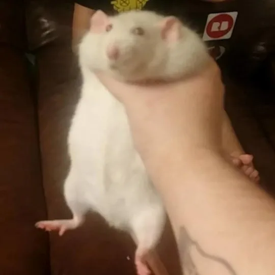 Grabbing a fat rat 