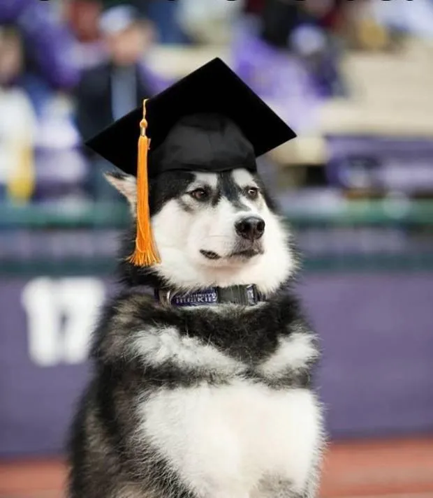 Graduate Dog 
