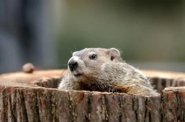 Groundhog 