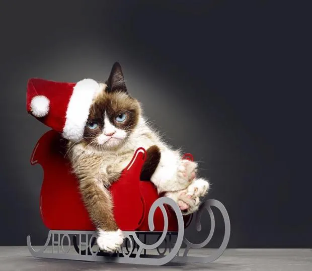 Grumpy Cat Christmas HD 