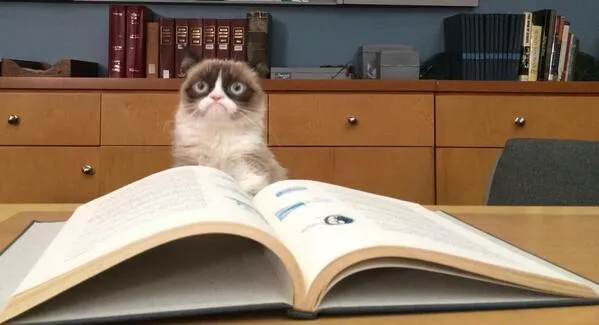 Grumpy Cat Studying 
