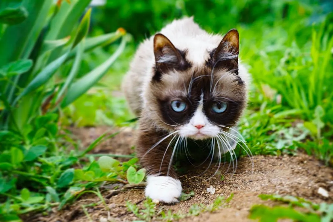 Grumpy Cat in a Jungle! 