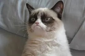 Grumpy cat 