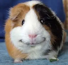Guinea Pig 