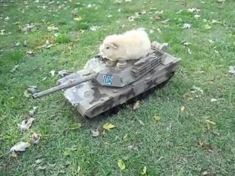 Guinea pig tank 