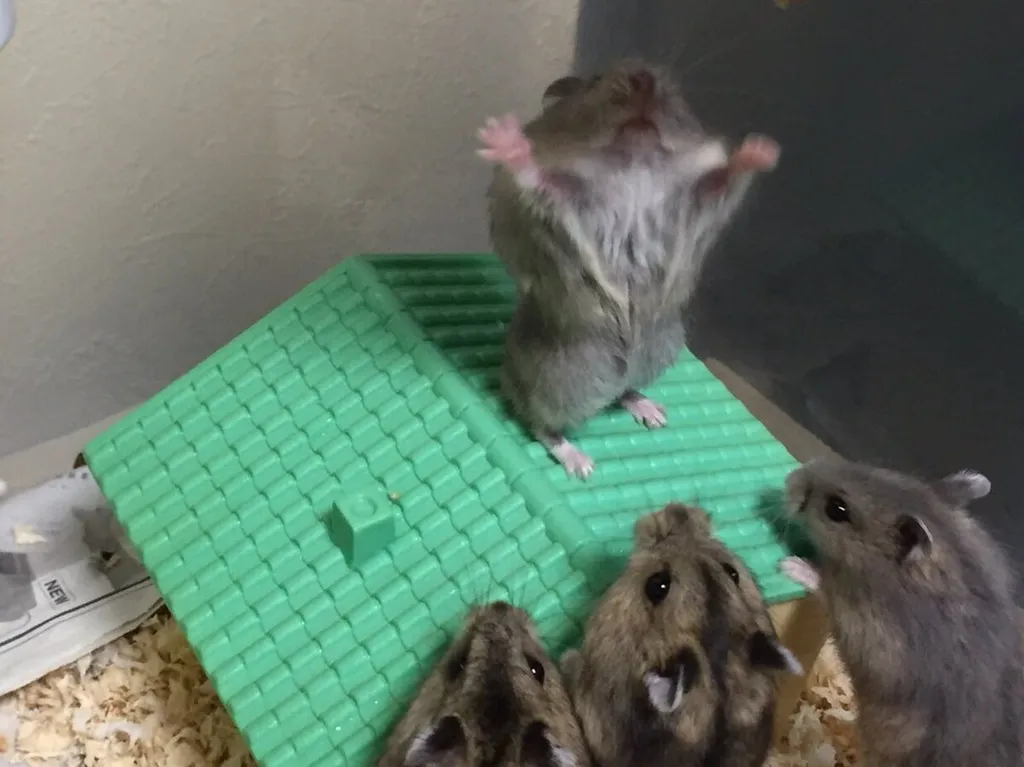 Hamster King of the Mountain 