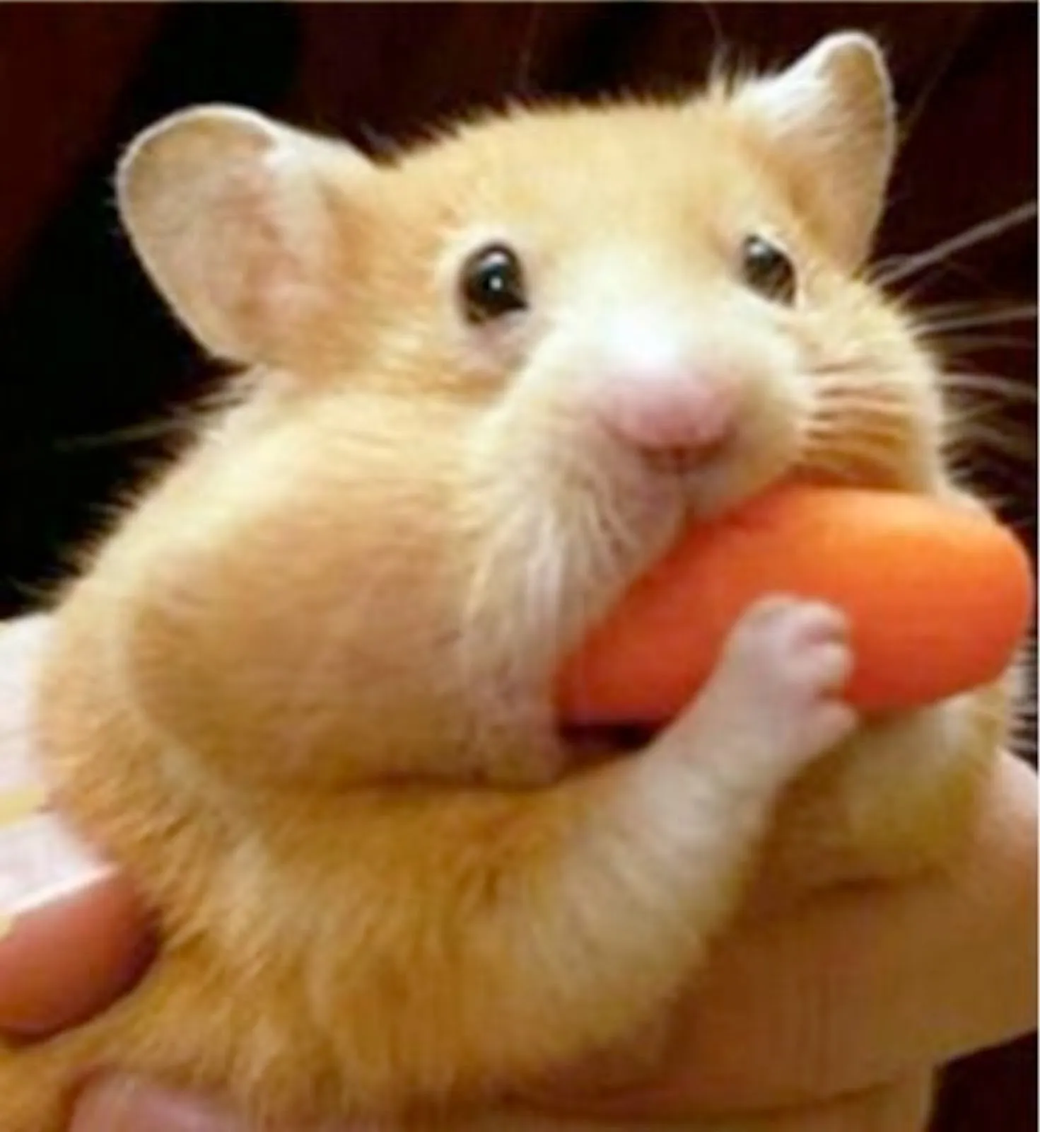 Hamster eats carrot mouthful 