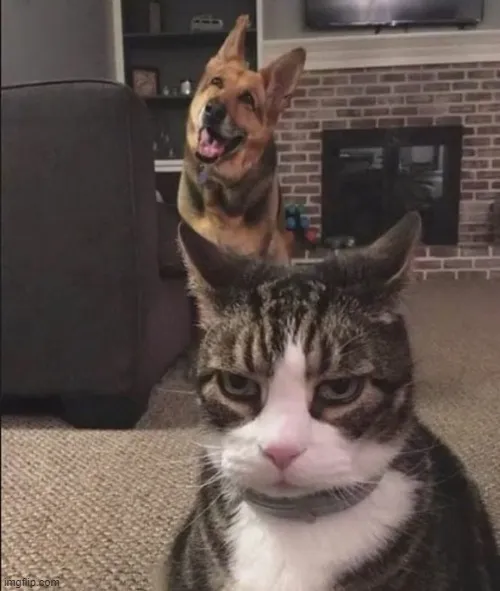 Happy Dog and Annoyed Cat 