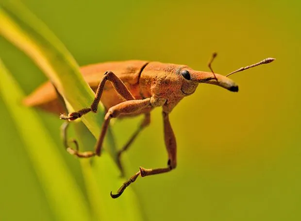 Happy Insect 