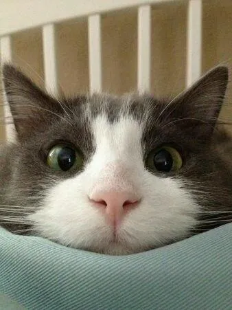 Hello Kitty Cat 