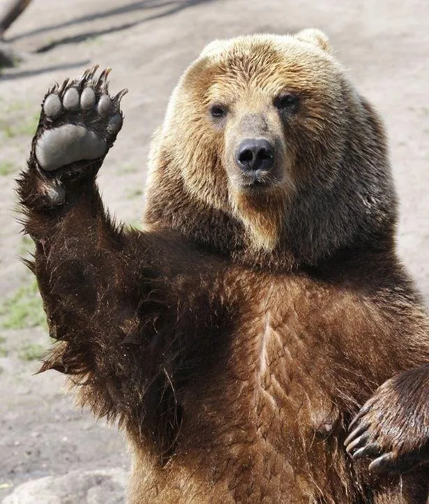 Hello bear 