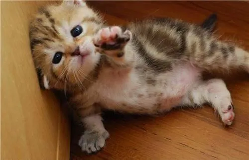 Help Me Kitten 