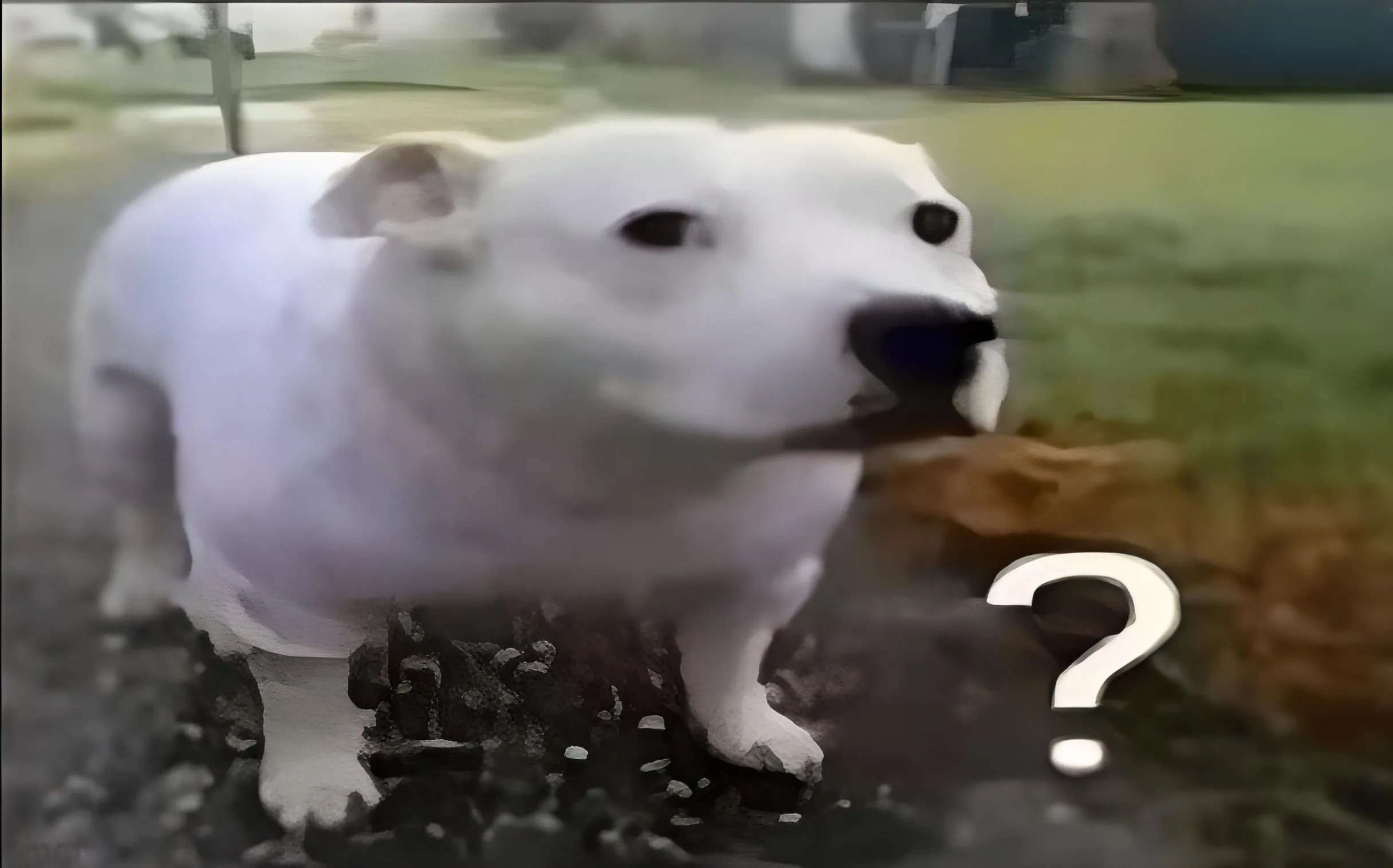 Huh Dog 